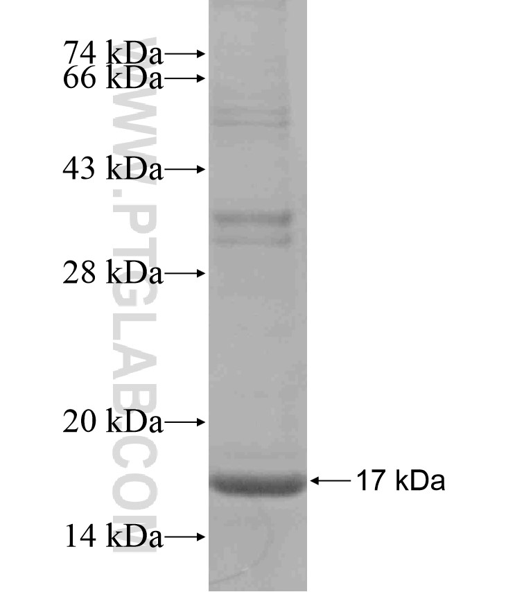 KRT14 fusion protein Ag17648 SDS-PAGE