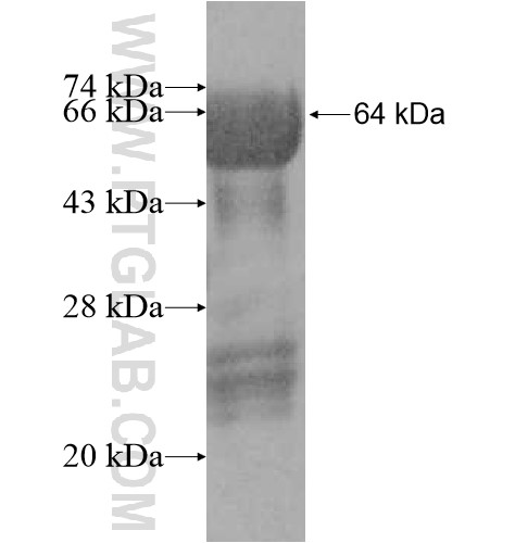 KRT16 fusion protein Ag10999 SDS-PAGE