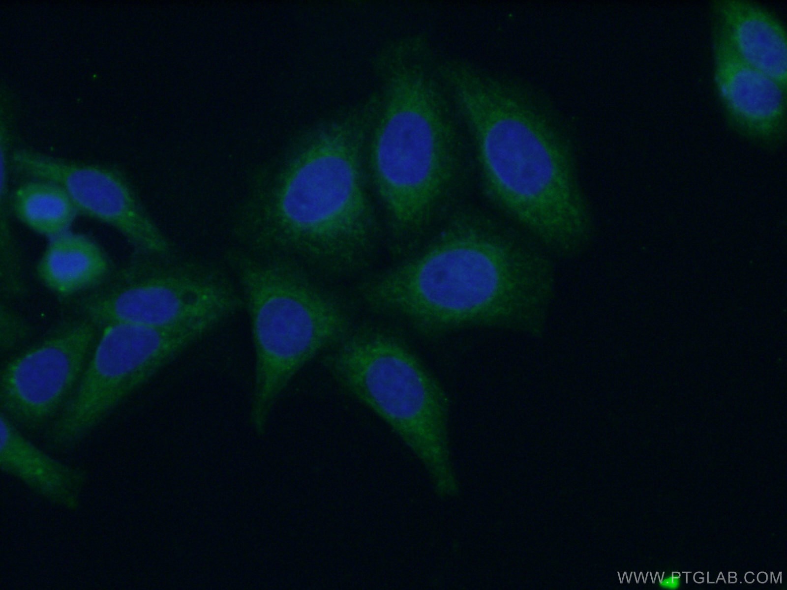 IF Staining of HepG2 using 18708-1-AP