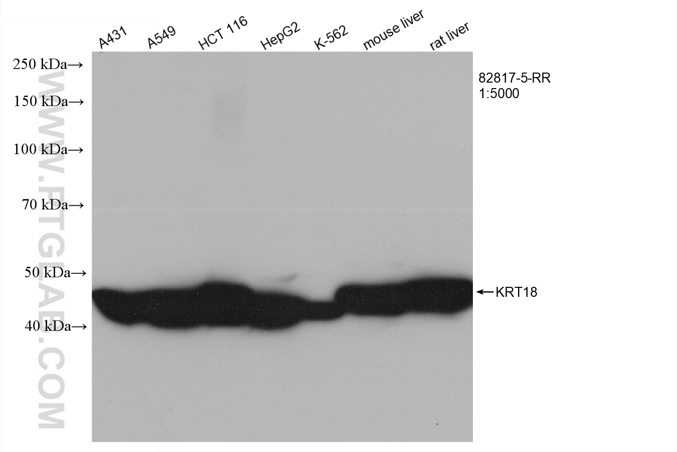 WB analysis using 82817-5-RR (same clone as 82817-5-PBS)