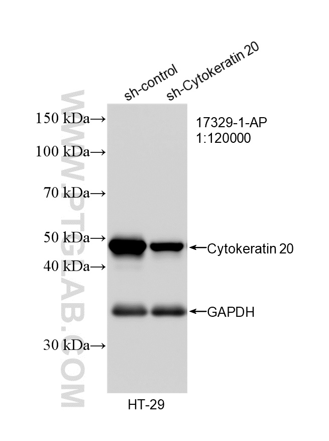 WB analysis of HT-29 using 17329-1-AP