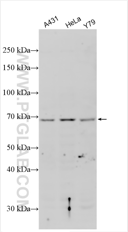 WB analysis using 16850-1-AP