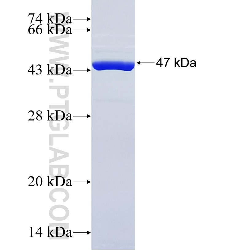 KRT5 fusion protein Ag24184 SDS-PAGE