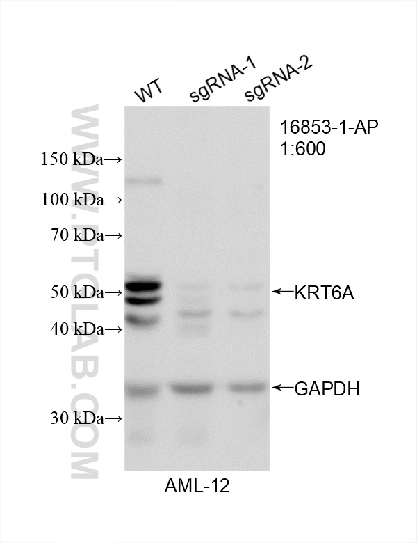 WB analysis of AML12 using 16853-1-AP