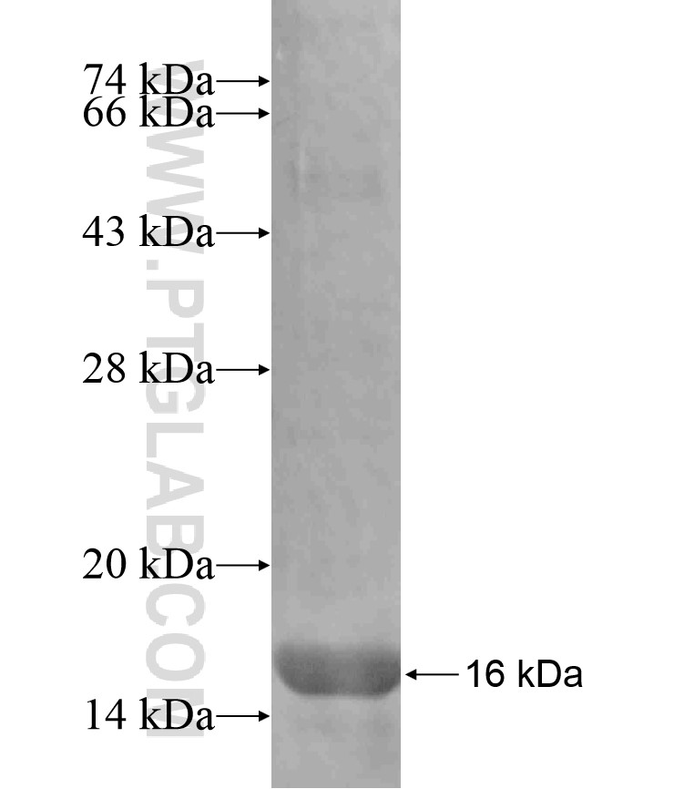 KRT7 fusion protein Ag17703 SDS-PAGE