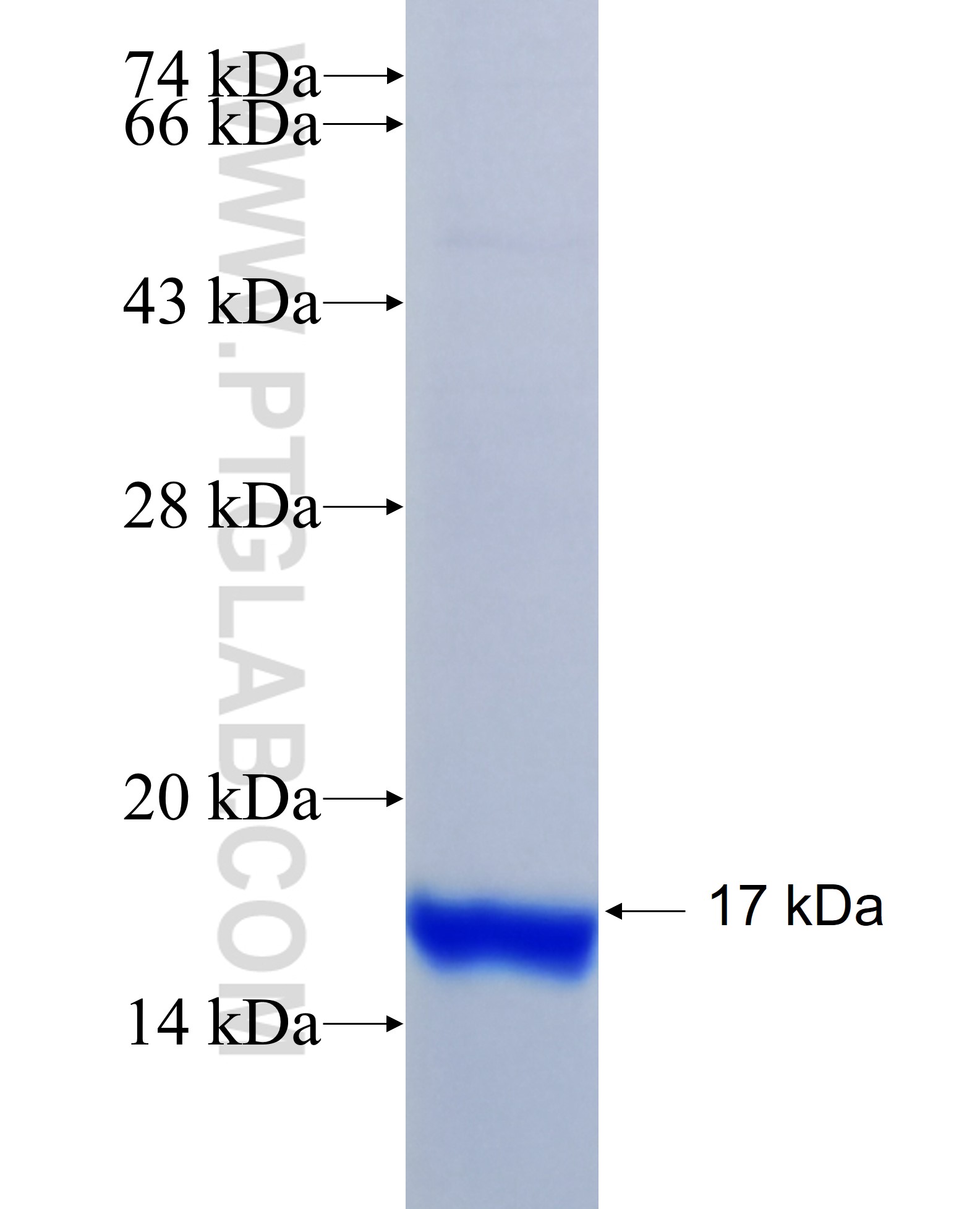 KRT7 fusion protein Ag17703 SDS-PAGE