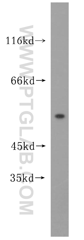 WB analysis of HepG2 using 16857-1-AP (same clone as 16857-1-PBS)