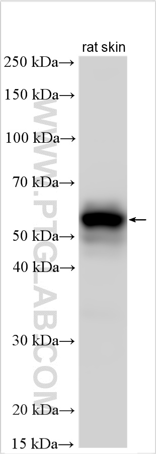 WB analysis using 27055-1-AP