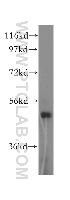 WB analysis of NIH/3T3 using 16835-1-AP