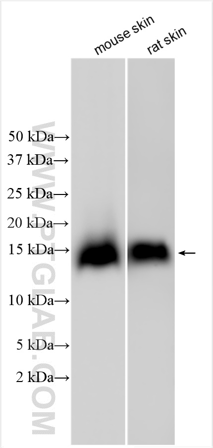 WB analysis using 21673-1-AP