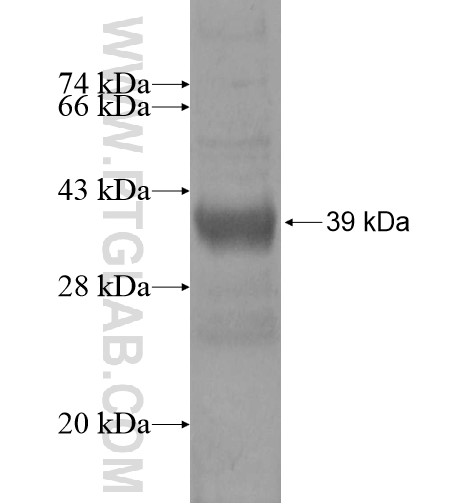 KRTAP4-1 fusion protein Ag15754 SDS-PAGE KRTAP4-1 fusion protein Ag15754 SDS-PAGE