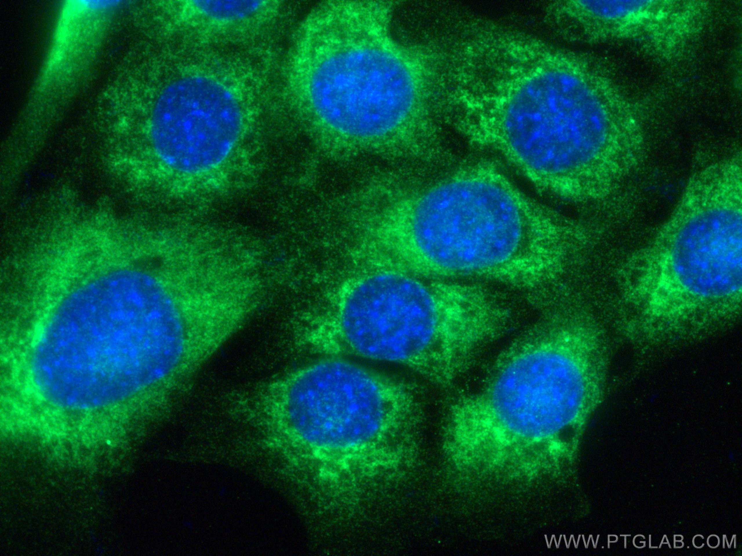 IF Staining of C2C12 using 24409-1-AP