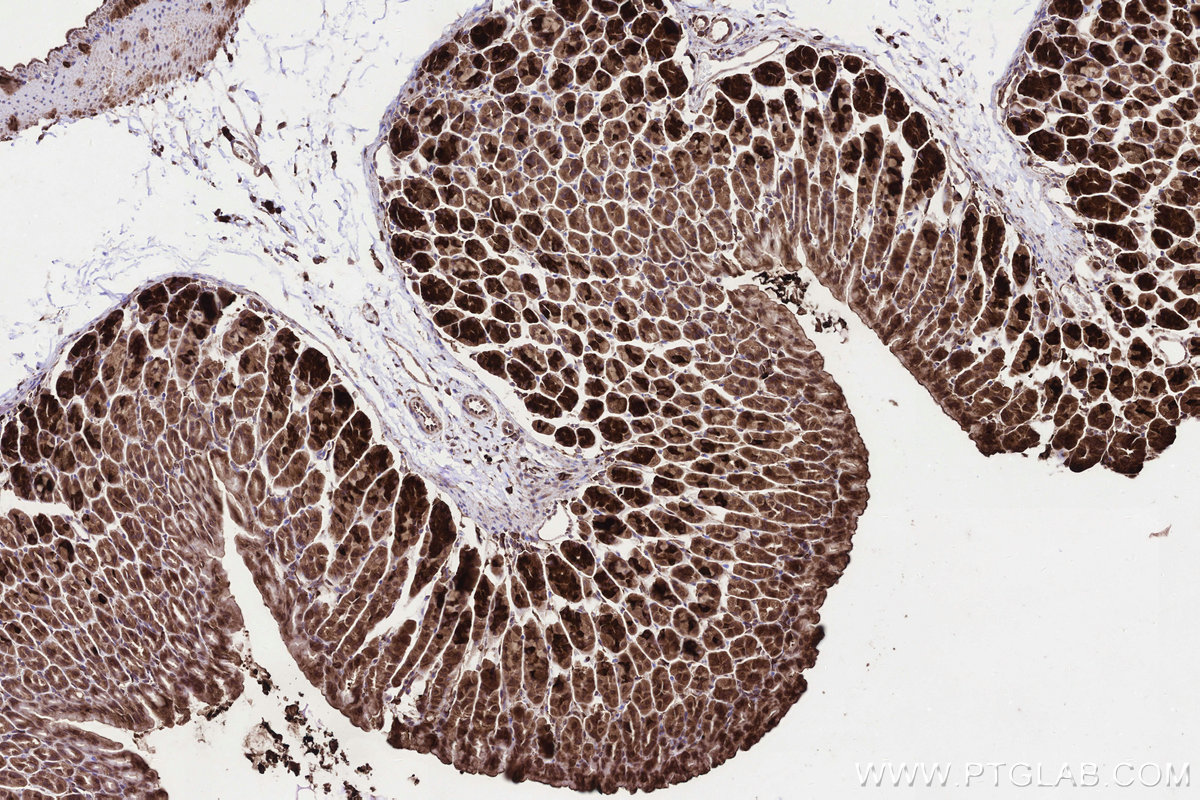 IHC staining of mouse stomach using 24409-1-AP