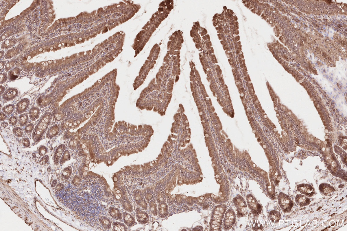 IHC staining of rat small intestine using 19841-1-AP