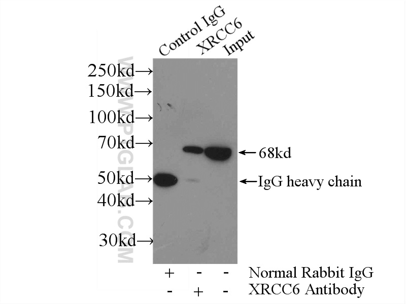 IP experiment of HeLa using 10723-1-AP