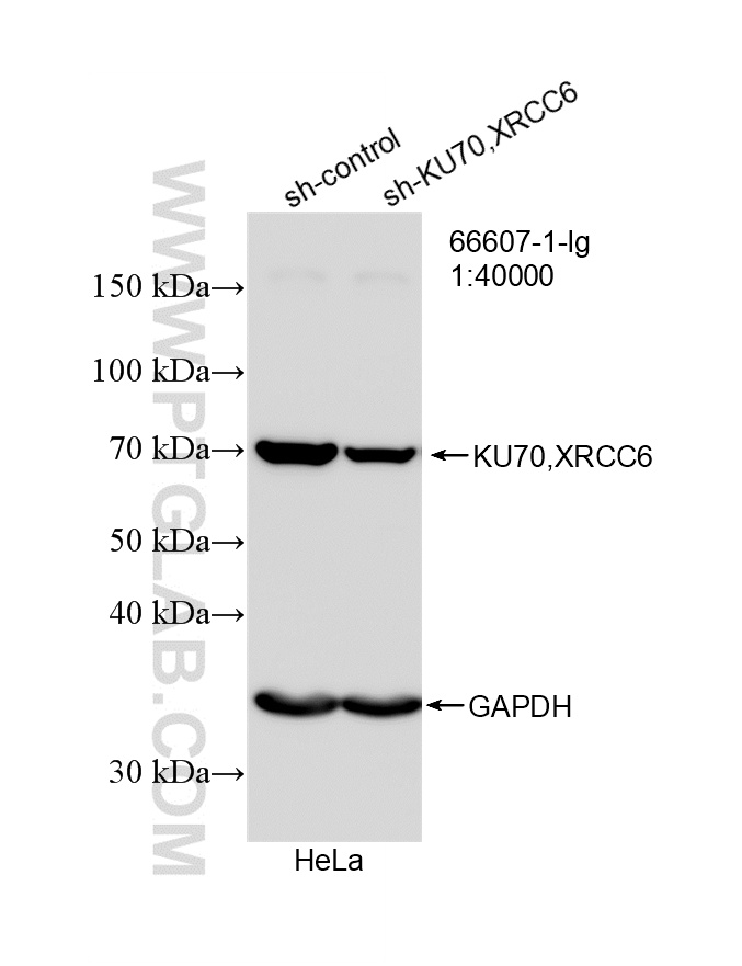 WB analysis of HeLa using 66607-1-Ig WB analysis of HeLa using 66607-1-Ig