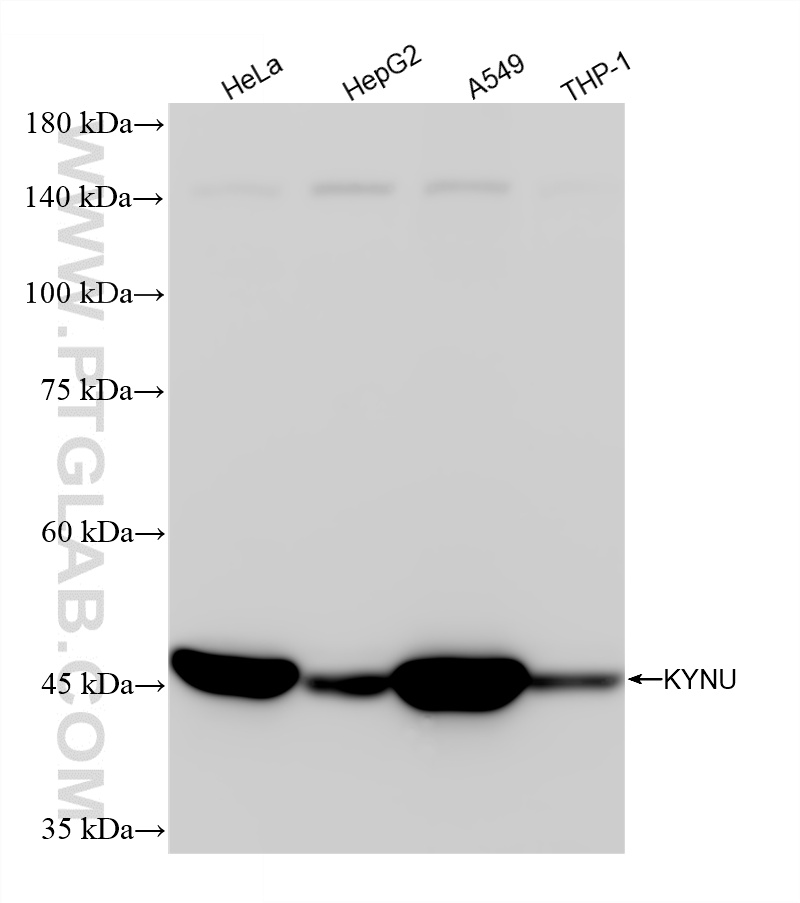WB analysis using 86555-4-RR
