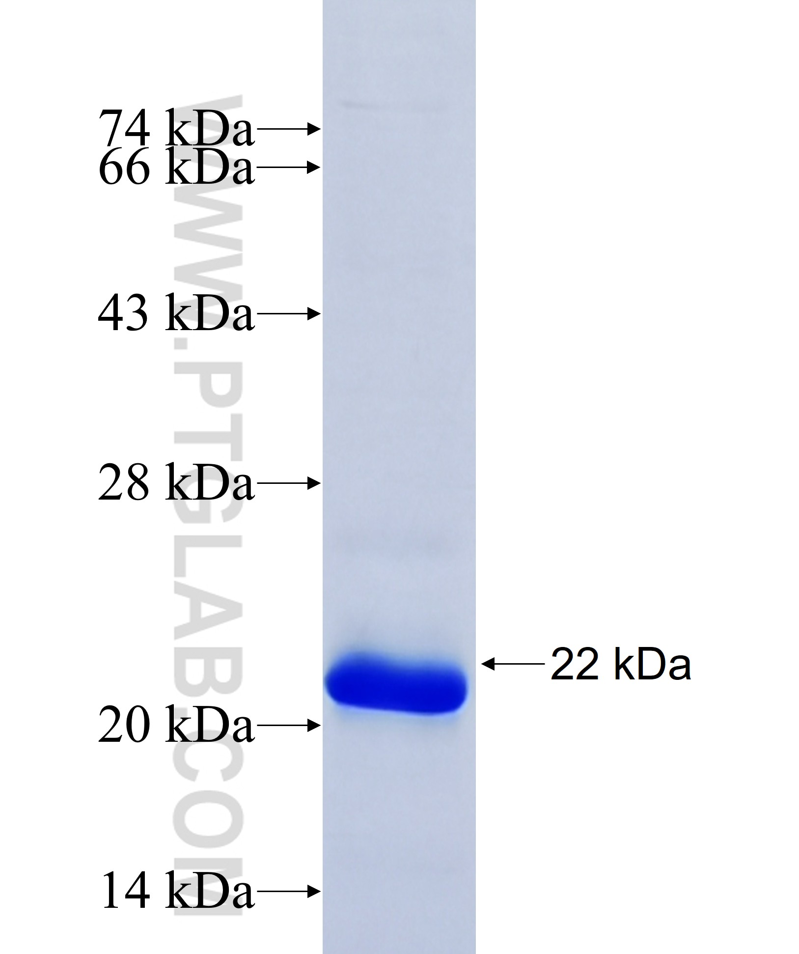 Kindlin 2 fusion protein Ag31802 SDS-PAGE