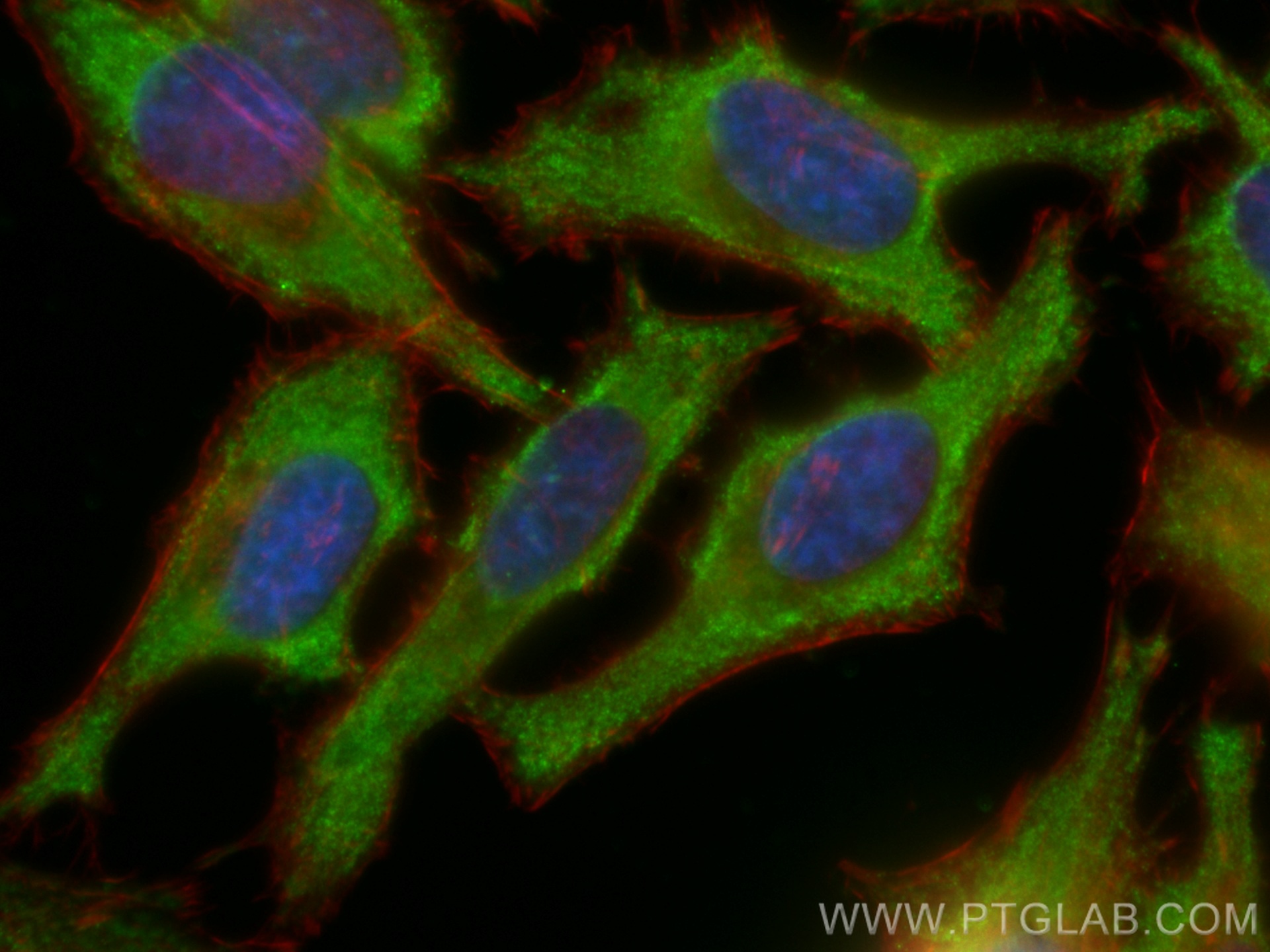 IF Staining of HeLa using CL488-66123