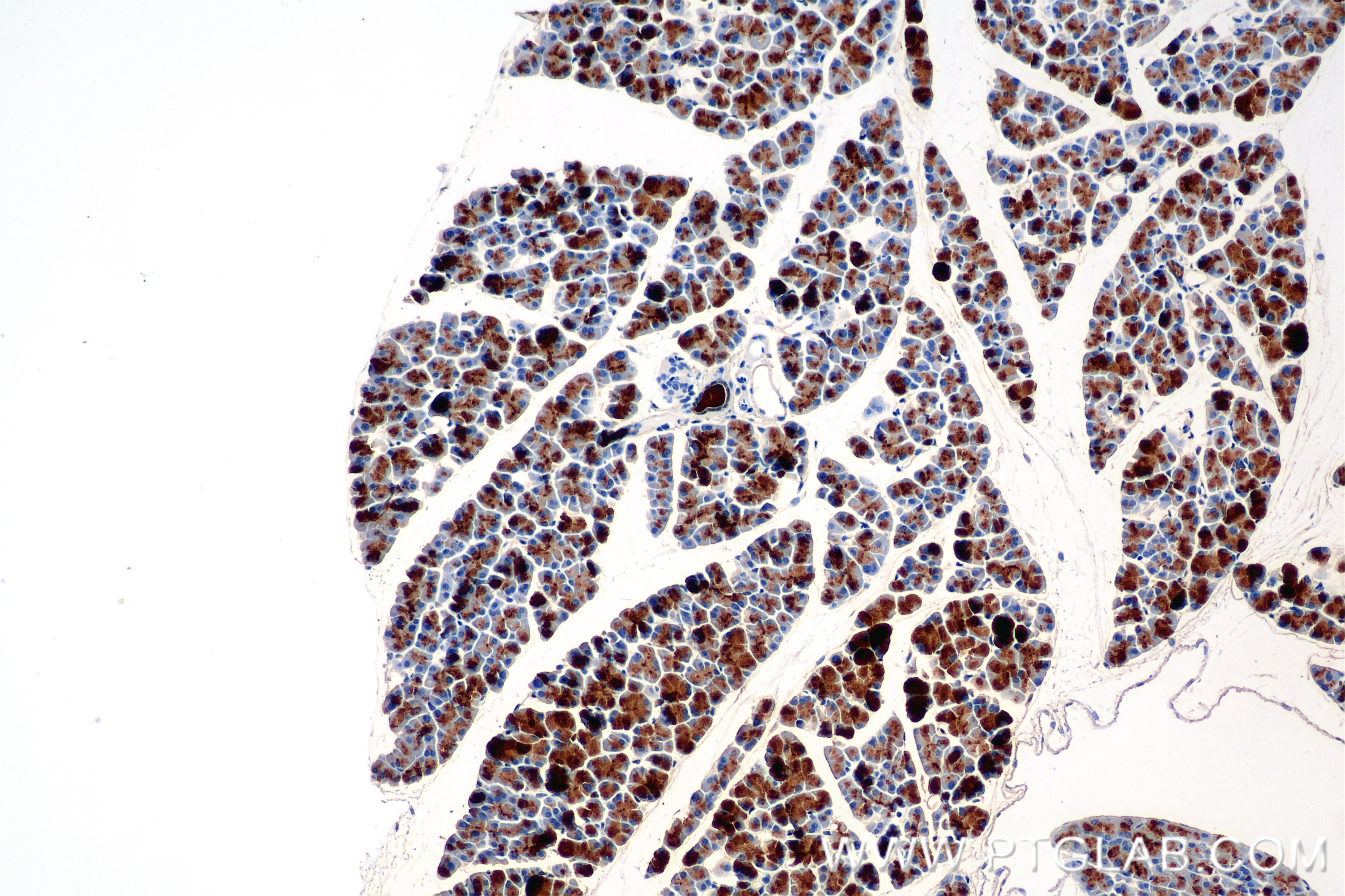 IHC staining of mouse pancreas using 86143-1-RR