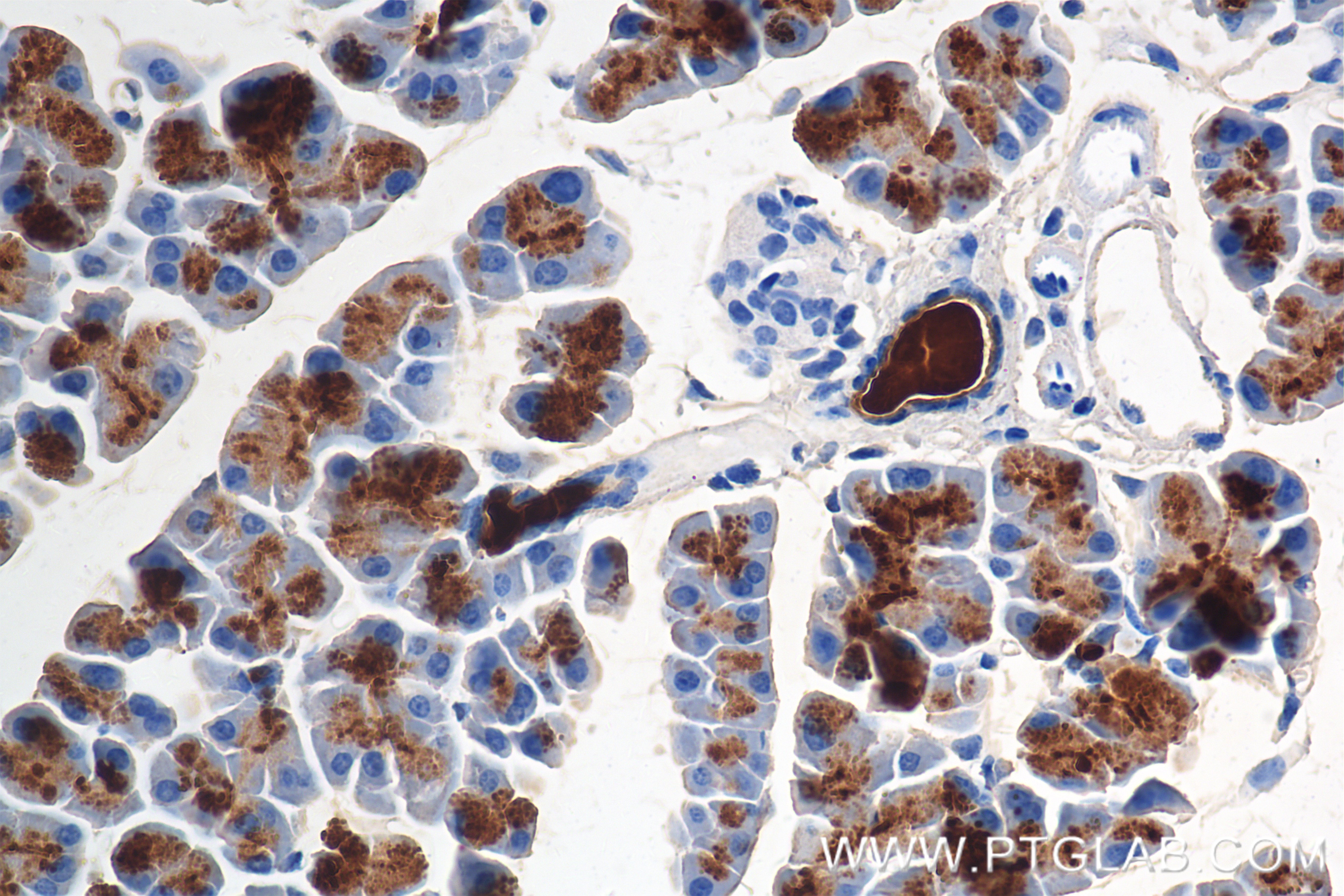 IHC staining of mouse pancreas using 86143-1-RR