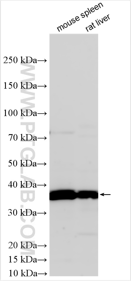 WB analysis using 32132-1-AP