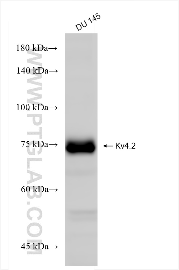 WB analysis of DU 145 using 85133-3-RR