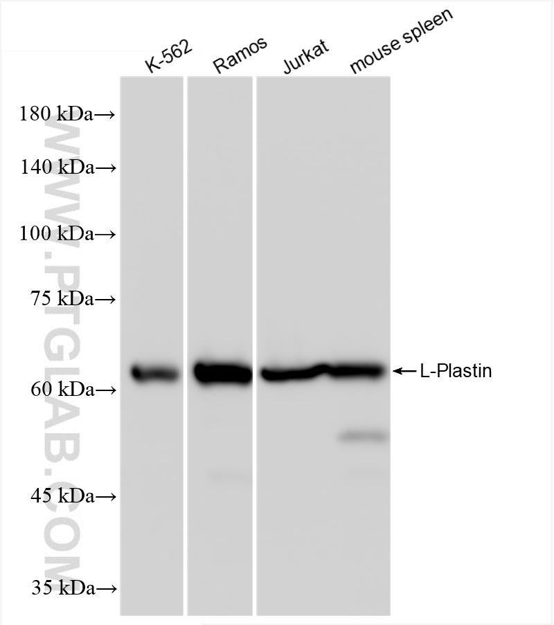 WB analysis using 86299-3-RR