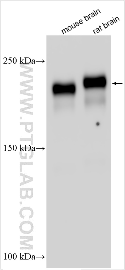 WB analysis using 31534-1-AP