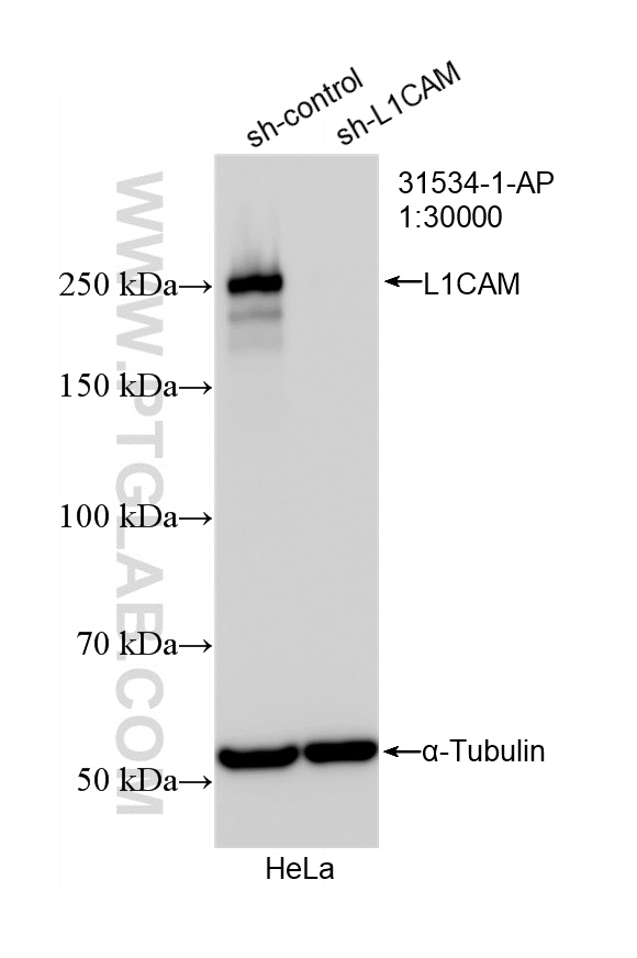 WB analysis of HeLa using 31534-1-AP