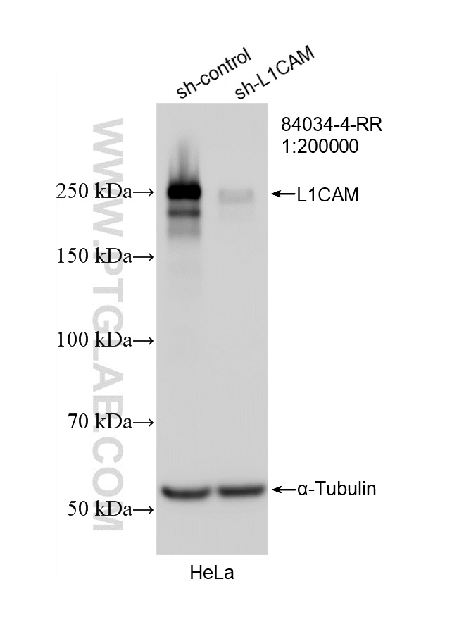 WB result of L1CAM/CD171 antibody (<a class='green' href='/productredirect?CatalogNo=84034-4-RR' target='_blank'>84034-4-RR</a>; 1:200000; incubated at room temperature for 1.5 hours) with sh-Control and sh-L1CAM/CD171 transfected HeLa cells. This data was developed using the same antibody clone with 84034-4-PBS in a different storage buffer formulation. WB analysis of HeLa using 84034-4-RR (same clone as 84034-4-PBS)