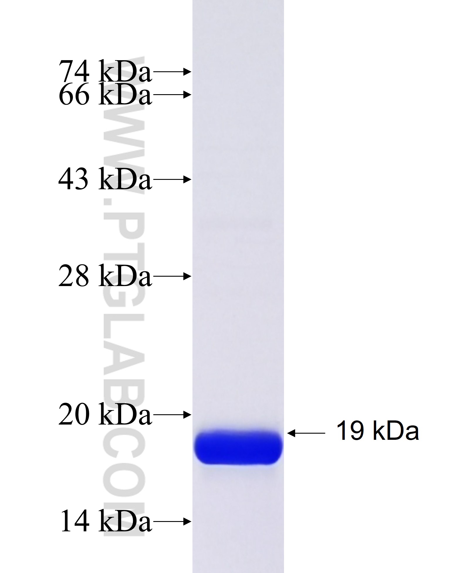 L1RE1 fusion protein Ag41041 SDS-PAGE L1RE1 fusion protein Ag41041 SDS-PAGE