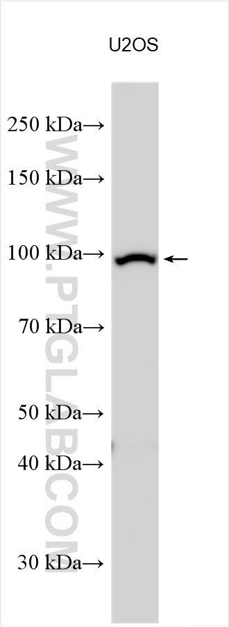 WB analysis using 24435-1-AP