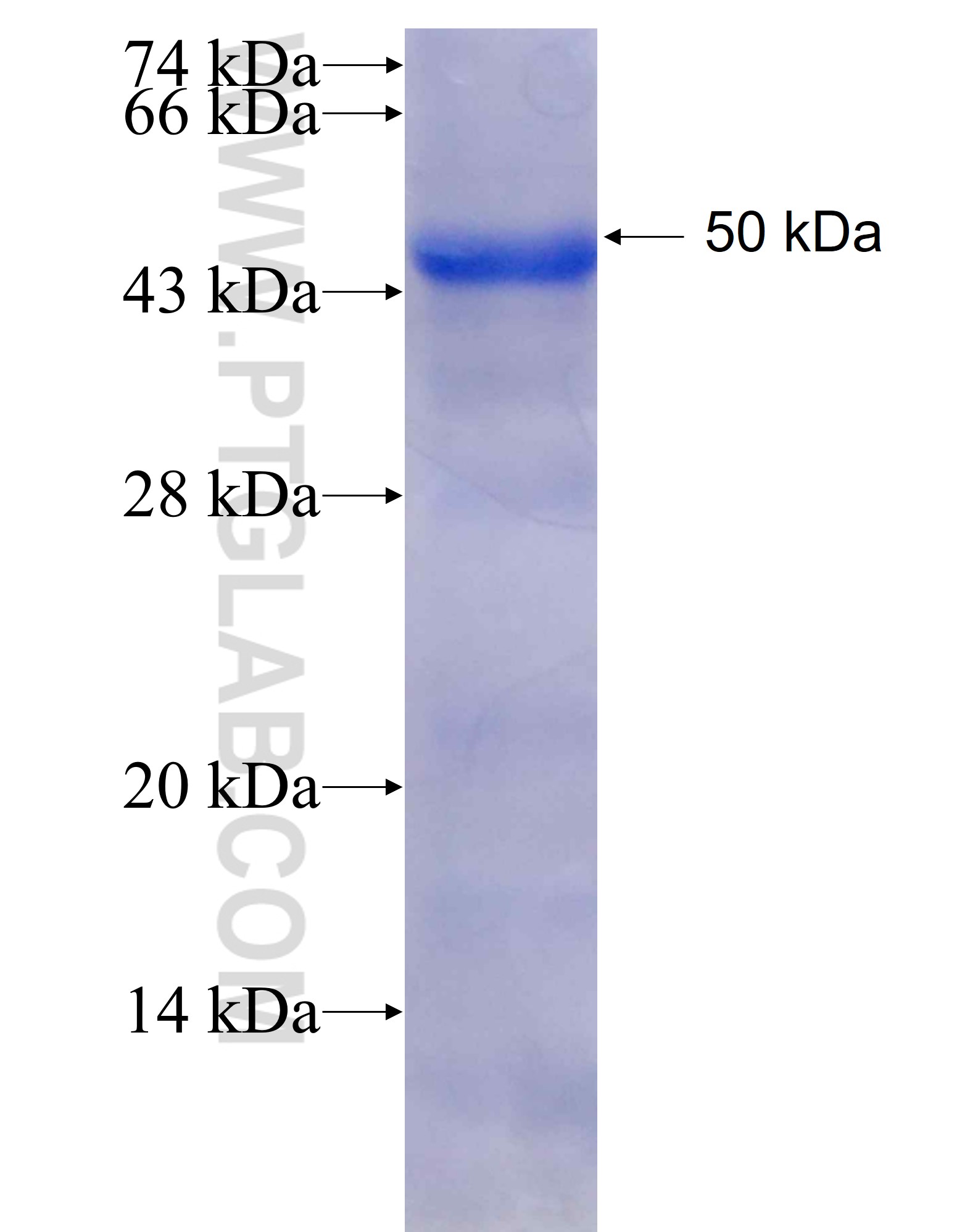 L3MBTL3 fusion protein Ag26219 SDS-PAGE