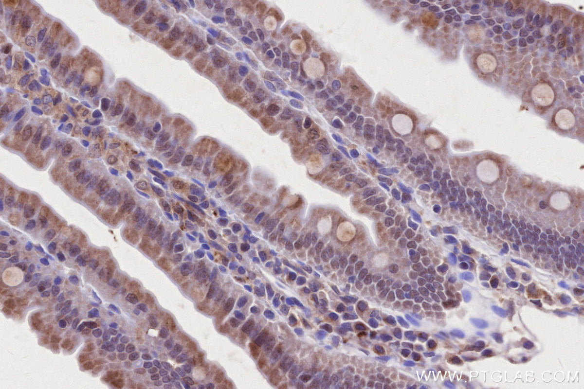 IHC staining of rat small intestine using 27895-1-AP