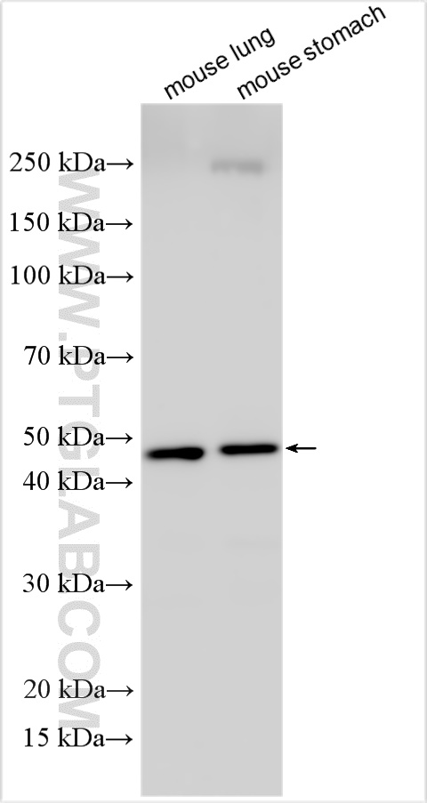 WB analysis using 27895-1-AP