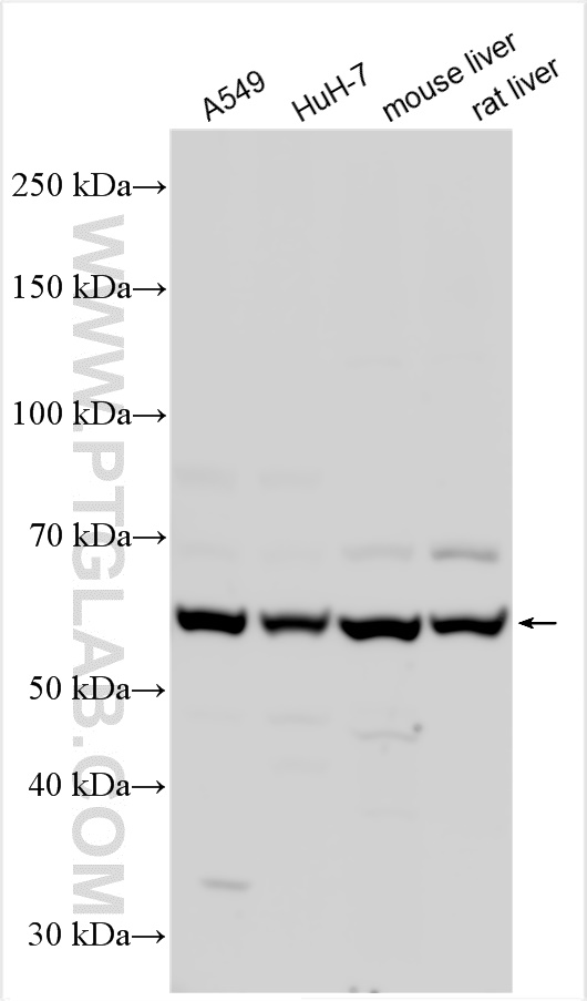 WB analysis using 30157-1-AP