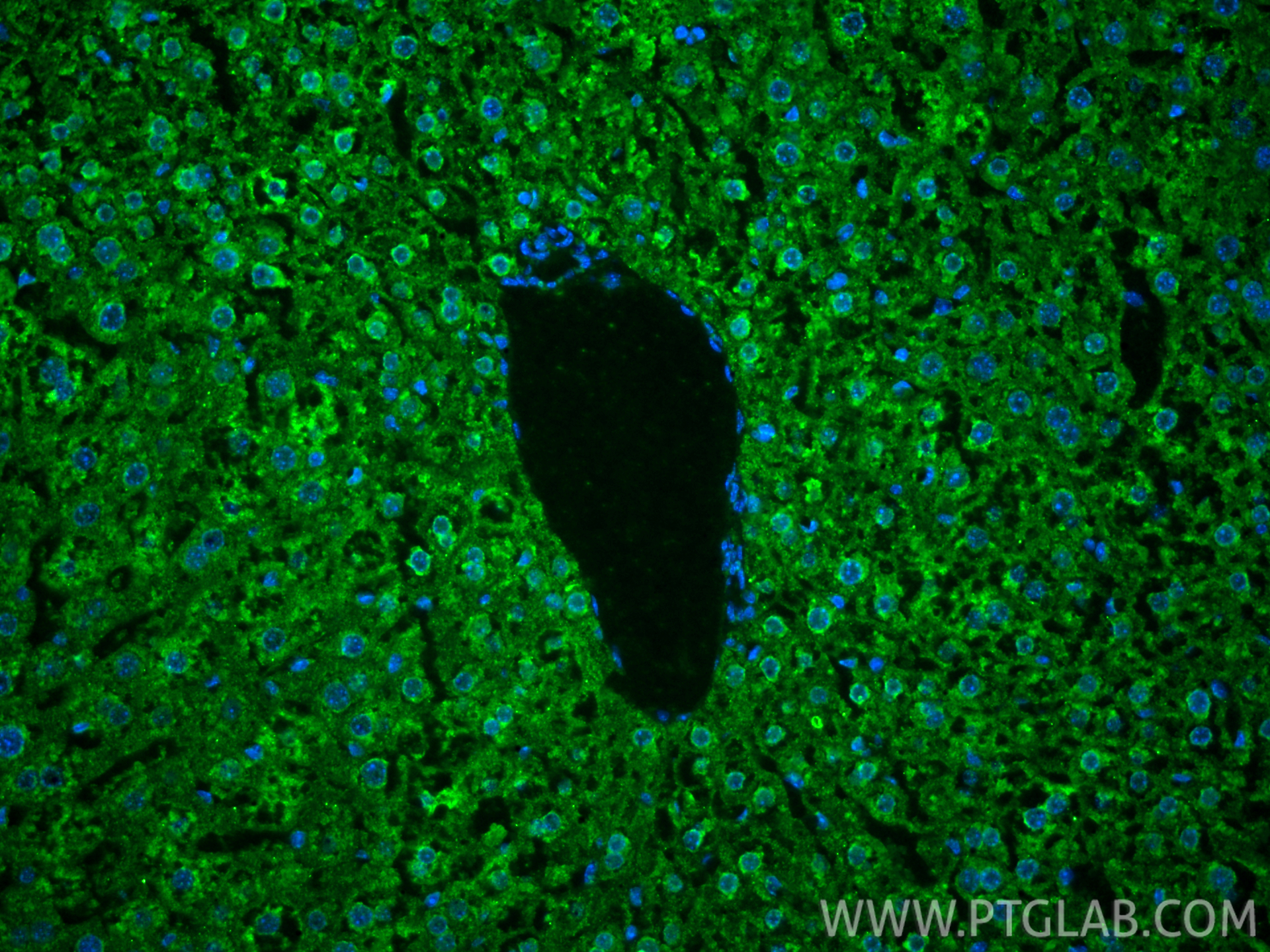 IF Staining of mouse liver using 66785-1-Ig