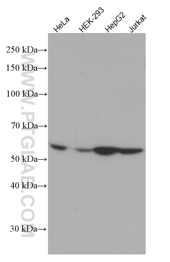 WB analysis using 66785-1-Ig