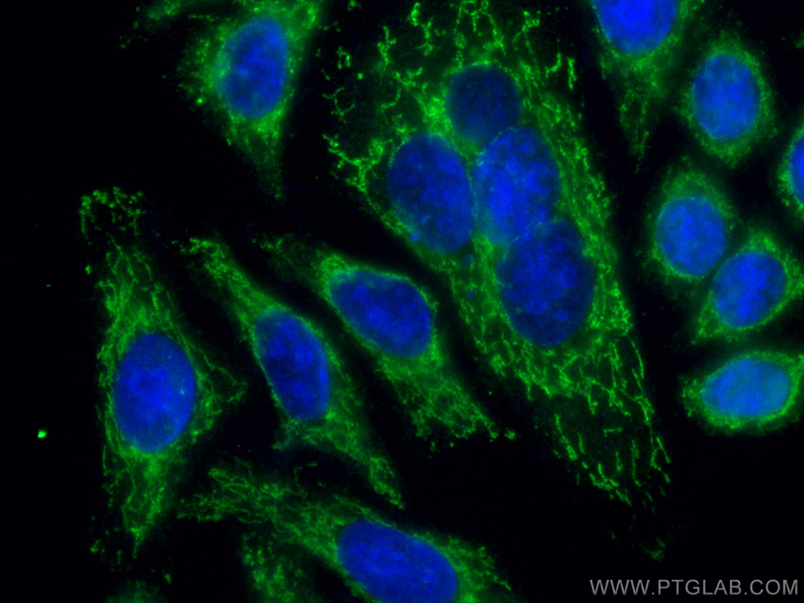 IF Staining of HepG2 using CL488-66785