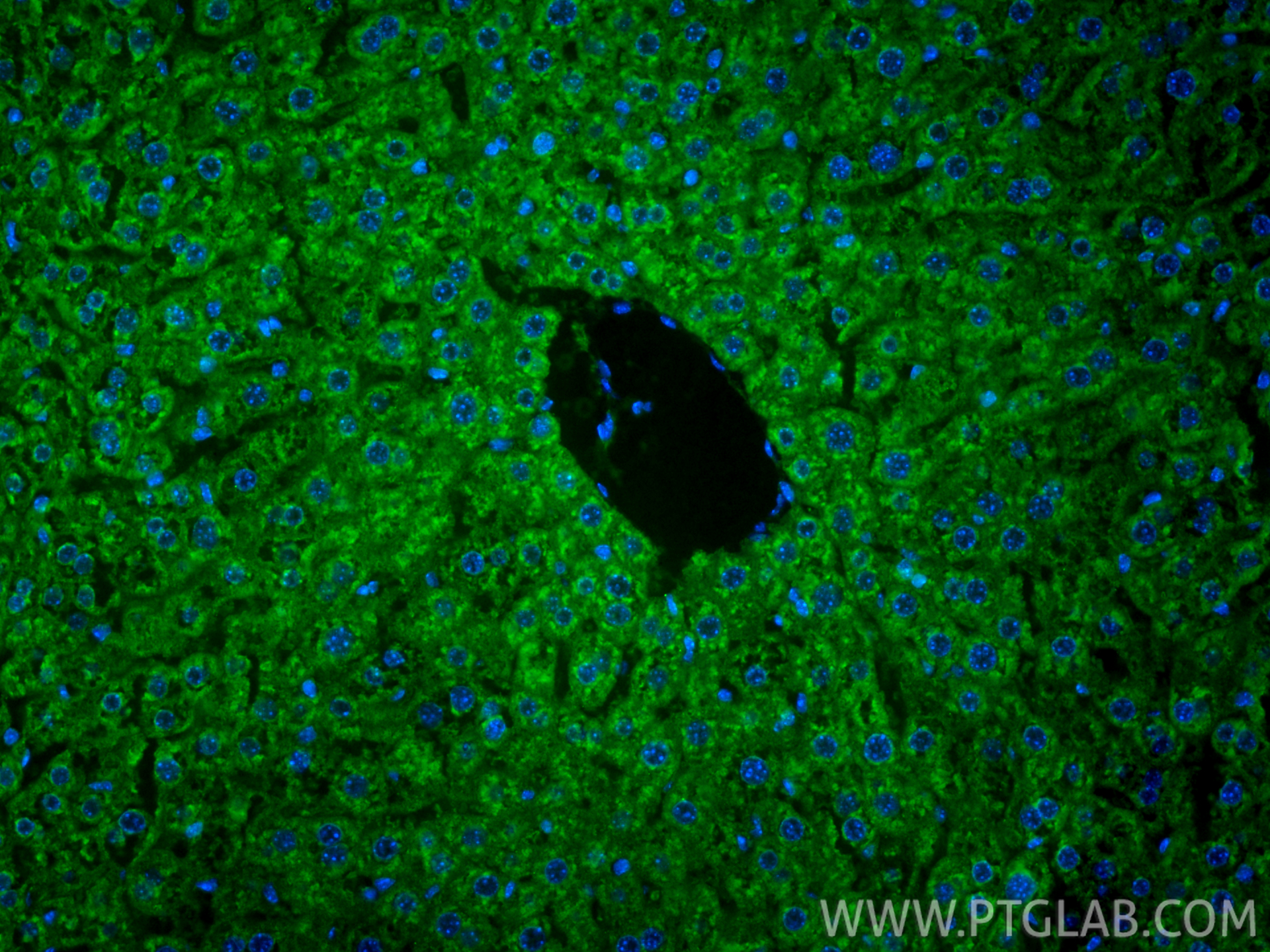 IF Staining of mouse liver using CL488-66785