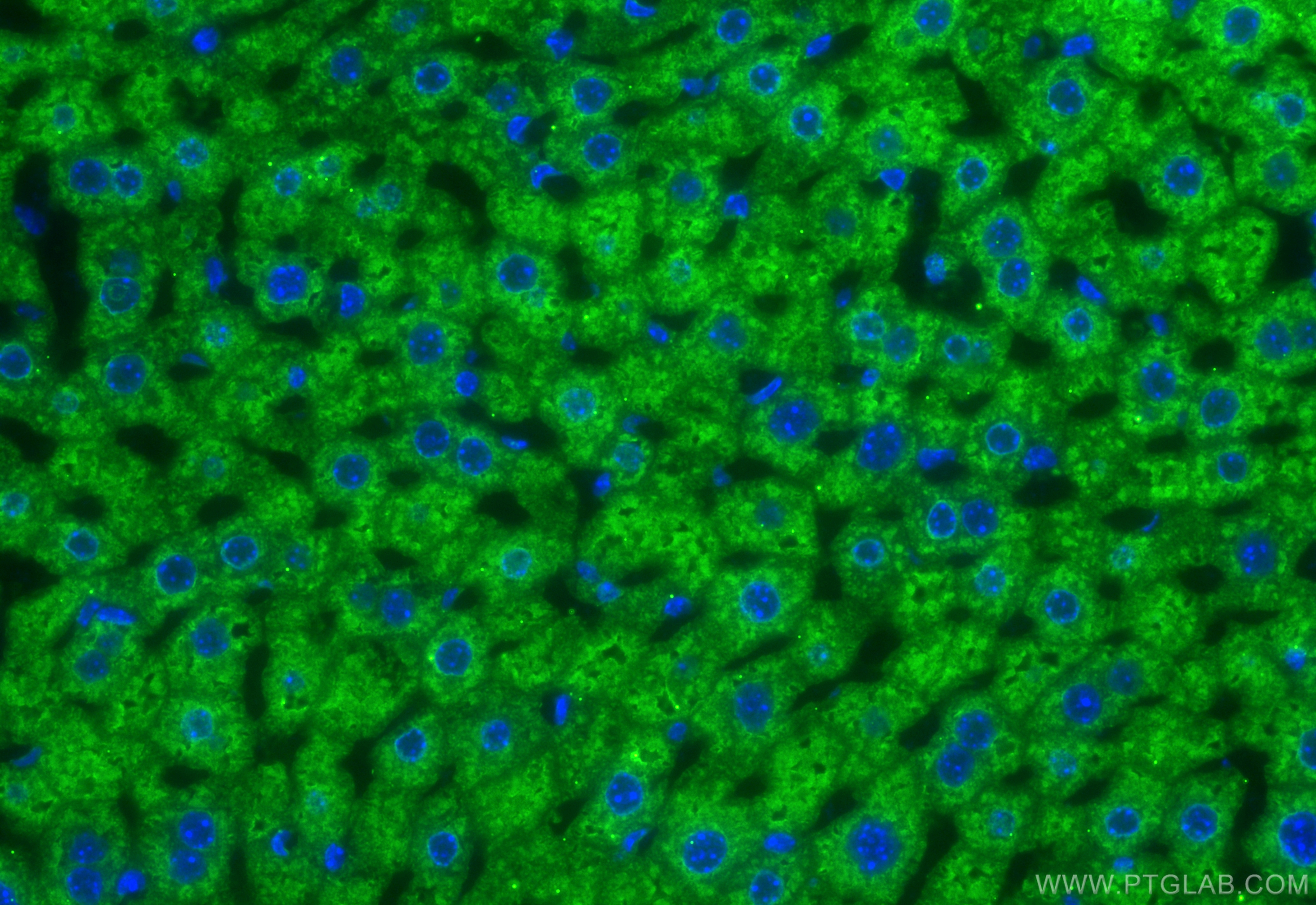 IF Staining of mouse liver using 67399-1-Ig (same clone as 67399-1-PBS)