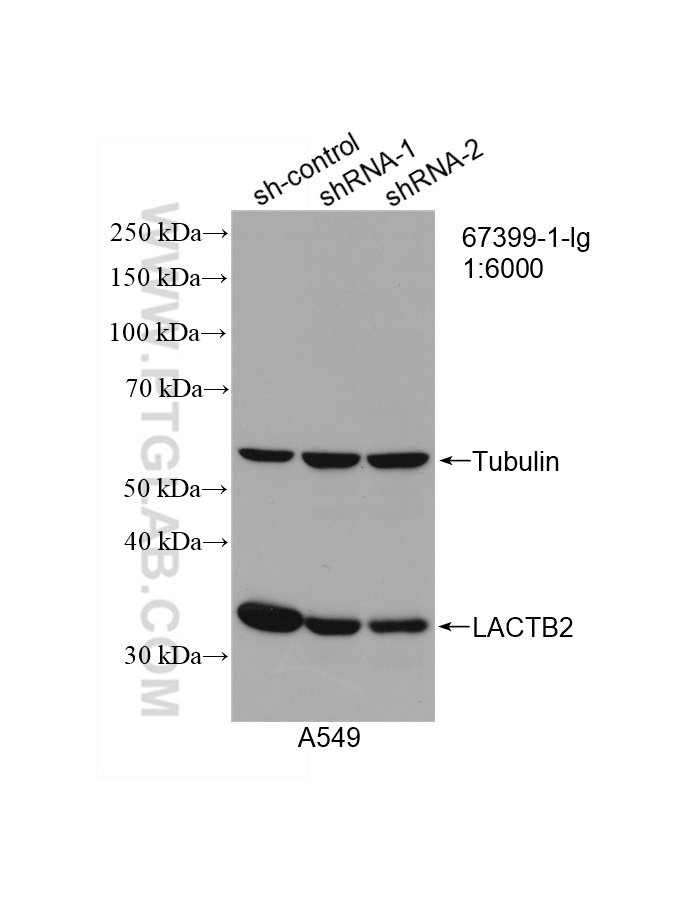 WB analysis of A549 using 67399-1-Ig