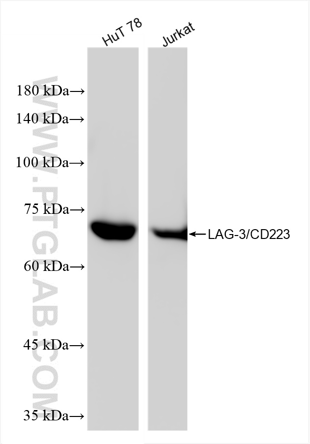 WB analysis of HuT 78 using 80855-7-RR (same clone as 80855-7-PBS)