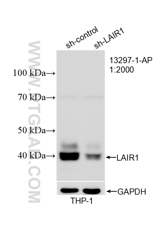 WB analysis of THP-1 using 13297-1-AP