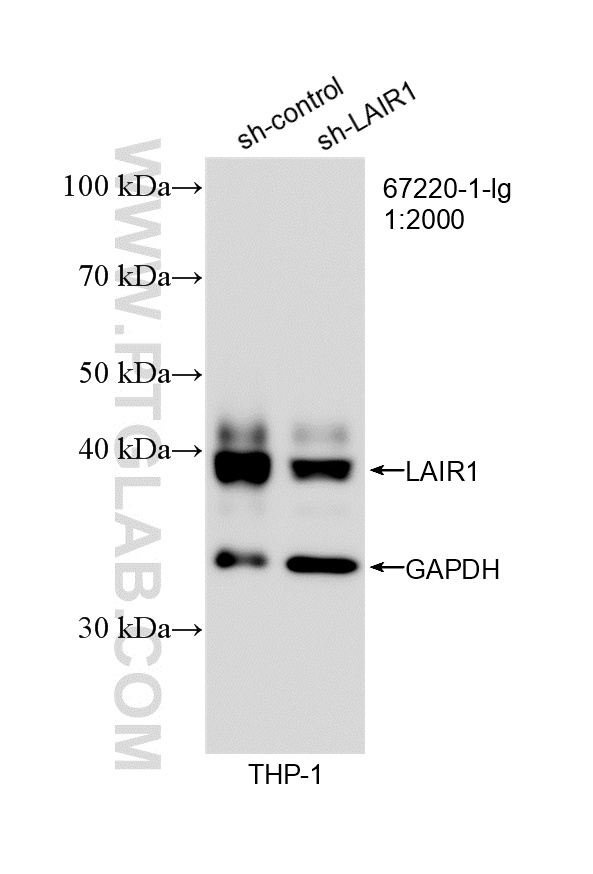 WB analysis of THP-1 using 67220-1-Ig WB analysis of THP-1 using 67220-1-Ig
