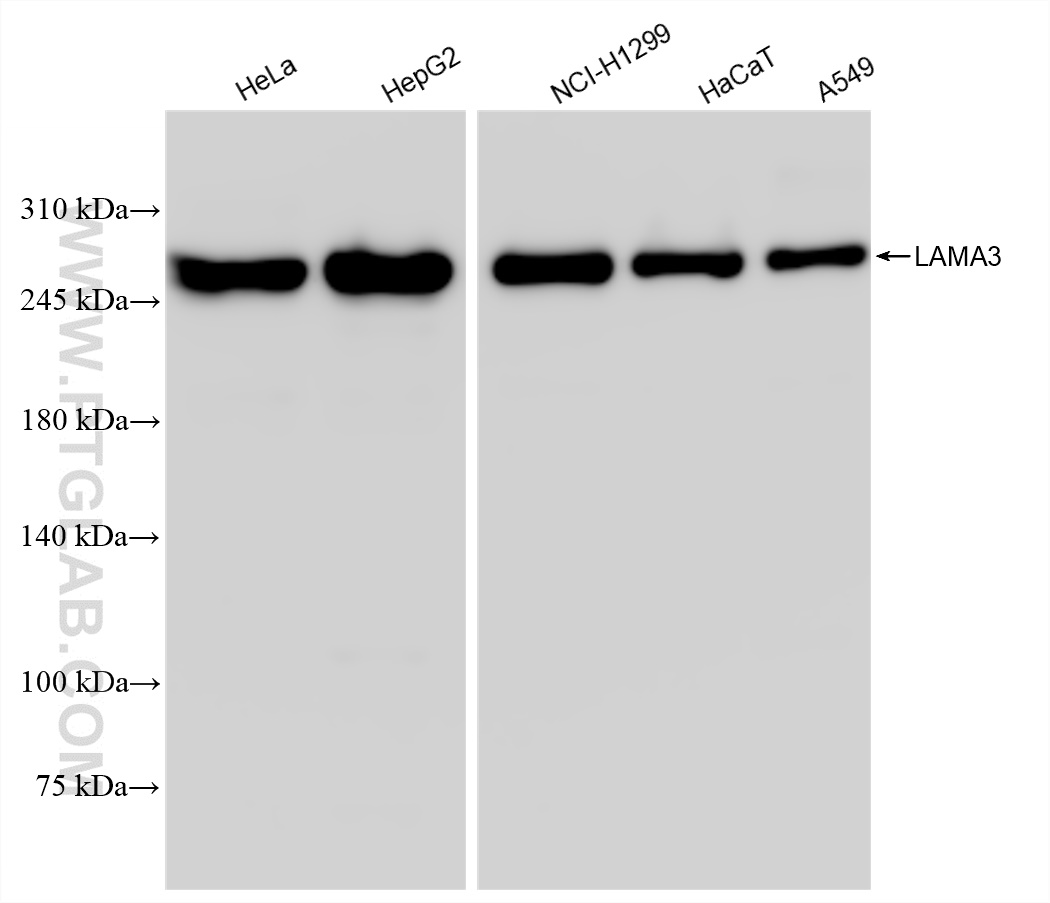 WB analysis using 83210-2-RR