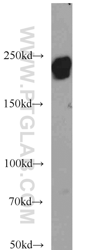 WB analysis of NIH/3T3 using 23498-1-AP