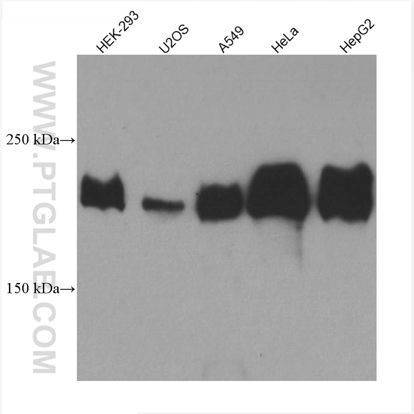 WB analysis using 67705-1-Ig