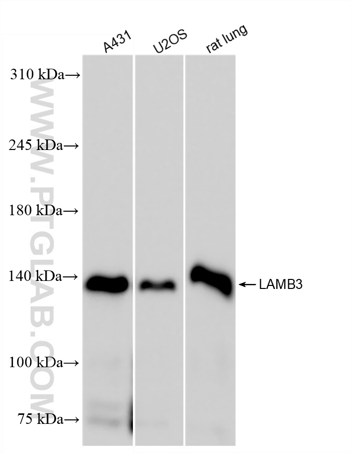 WB analysis using 85055-4-RR
